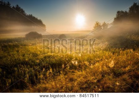 Morning On Foggy Meadow Landscape