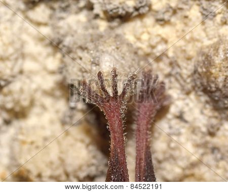 Legs Of A Bat. Macro Shoot. Lesser Horseshoe Bat (rhinolophus Hipposideros)
