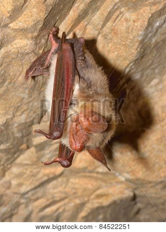 Greater Mouse-eared Bat ( Myotis Myotis)