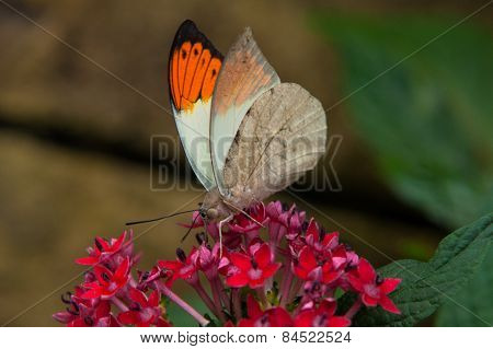 Great Orange Tip