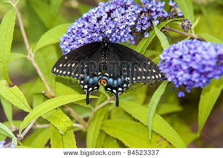 Black Swallowtail