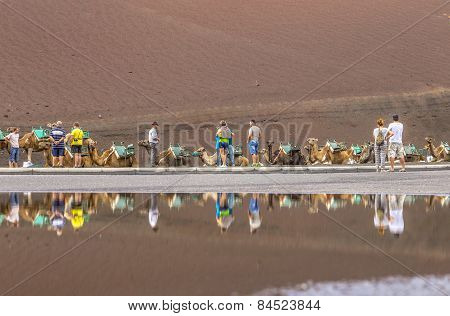 Caravan Of Camels With Tourists In Timanfaya National Park