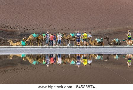 Caravan Of Camels With Tourists In Timanfaya National Park