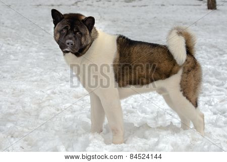 Akita Inu in snow.