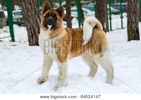 Akita Inu in snow.