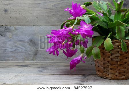 Christmas Cactus (schlumbergera) In Pink On Wooden Background