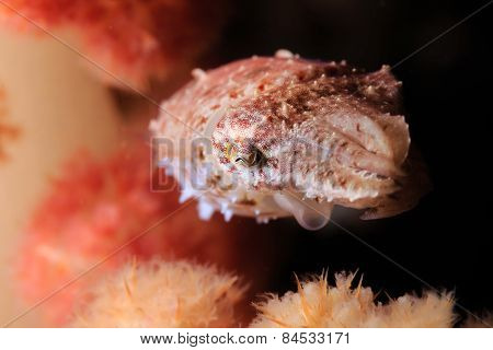 Crinoid Cuttlefish