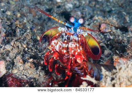 Peacock Mantis Shrimp