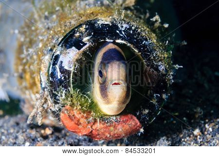 Fish In A Bottle