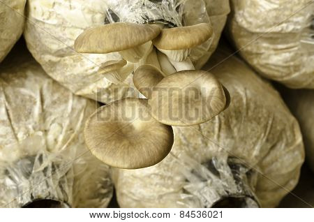 Oyster Mushroom In Thailand Farm