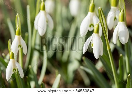 Snowdrop Bloom In Springtime