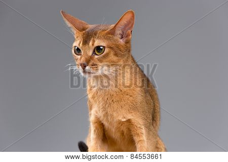 Purebred Abyssinian Young Cat Portrait
