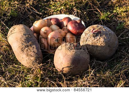 Closeup Of A Red, Yellow Onions And Beets