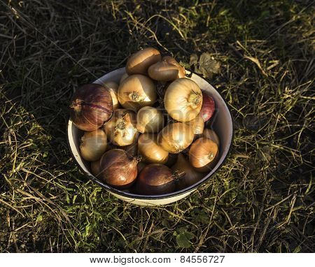 Closeup Of A Red And Yellow Onions