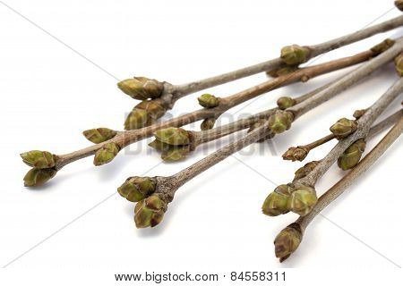 Branches Spring  Tree On White Background