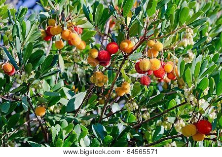 Arbutus