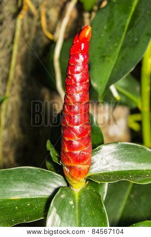 Macro Cane Red The Seasonal