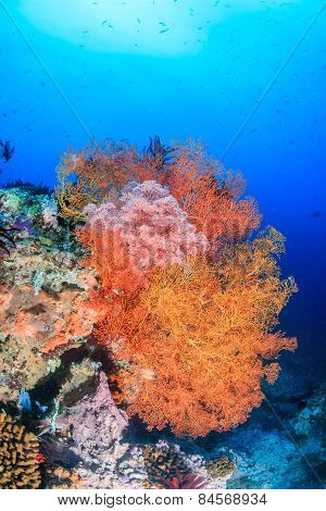 Colorful Sea Fans On A Tropical Reef