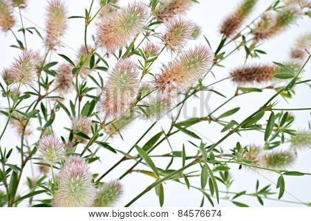 Clover. Trifolium Arvense