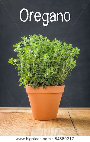 Oregano In A Clay Pot On A Dark Background