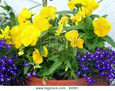 Vergossene Stiefmütterchen & Lobelia