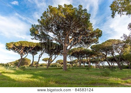 Italian Stone Pine