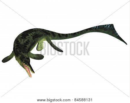 Cymbospondylus Ichthyosaur On White