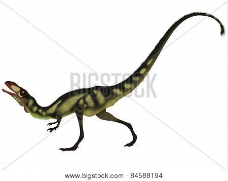 Dilong Dinosaur On White