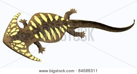 Diplocaulus Permian Amphibian