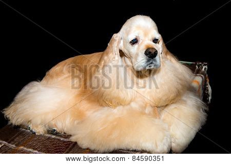 English Cocker Spaniel relaxes.