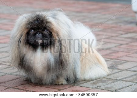 Pekingese, Lion Dog, Peke.