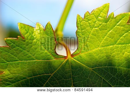 List grape