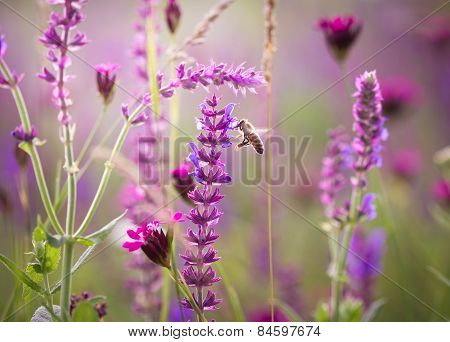 Beautiful meadow with wild flowers