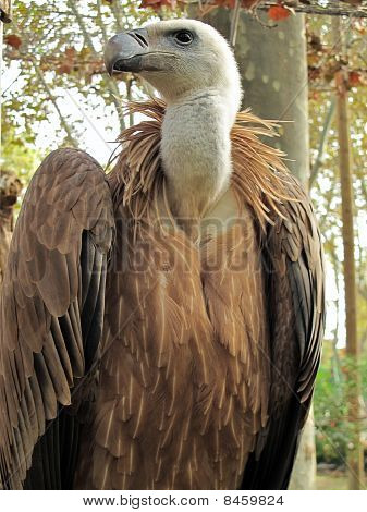 Griffon vulture, Gyps fulvus