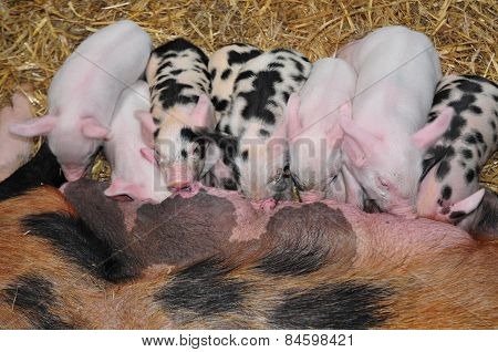 Piglets