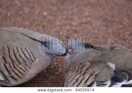 Crested Pigeons Feeding Each Other