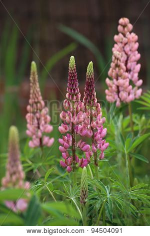 Pink Garden Lupin