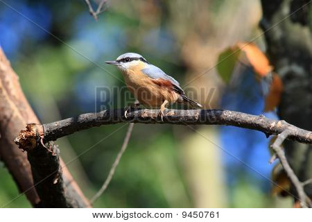 Sitta europaea