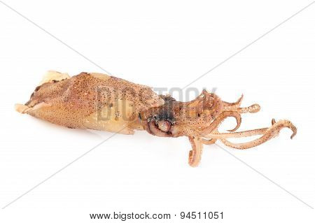 Beka Squid