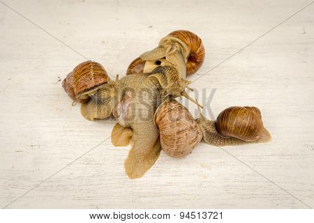 Group Of 6 Snails On A Grey Wooden Background