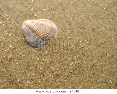Shell