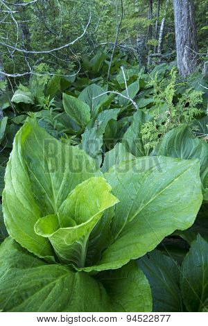Lush Green Skunk Cabbage In Forest