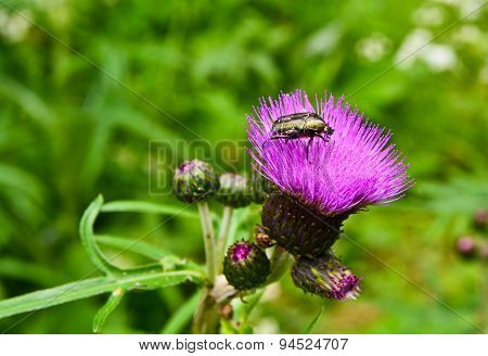 Chafer Beetle On Flower Of  Thistle.