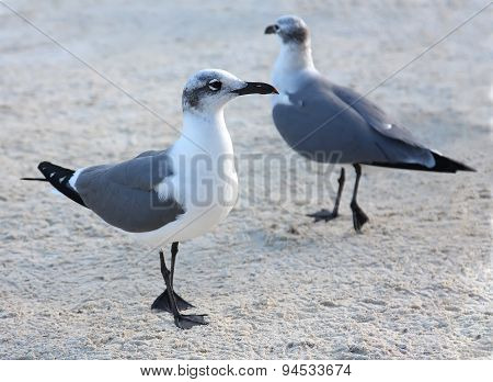 Two Seagulls Walking On The Sand At The Beach In The Evening