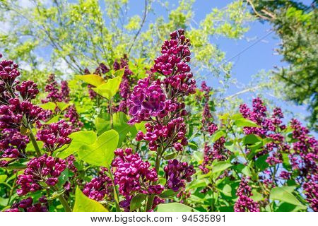 Buddleja Bush In A Garden