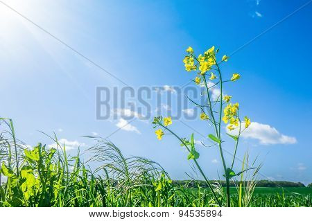 Canola Flower In Green Grass