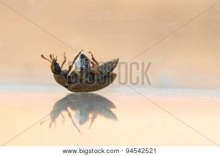 Silken Fungus Beetle