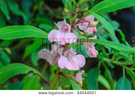 Impatiens Glandulifera Plant