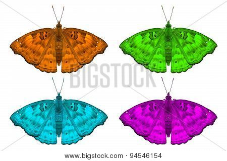 Fancy Color Black Prince Butterflies