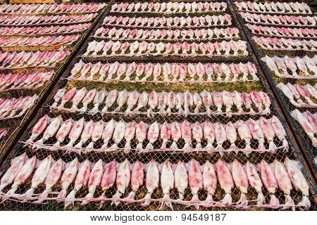 Dried Squid